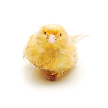 canary isolatedの写真素材