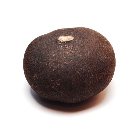 black radish isolatedの写真素材