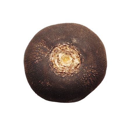 black radish isolatedの写真素材