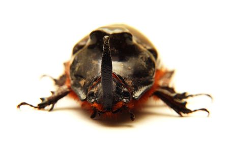 rhino beetle bugの写真素材