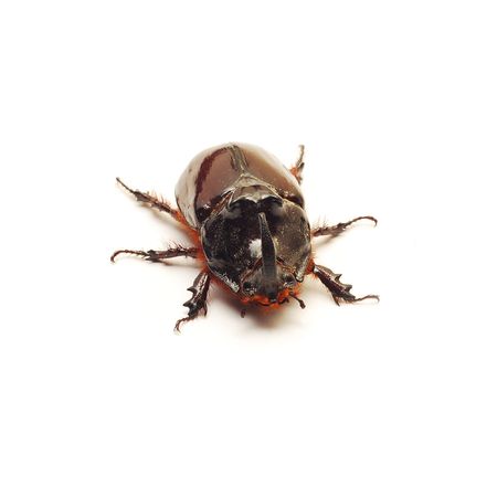 rhino beetle bugの写真素材