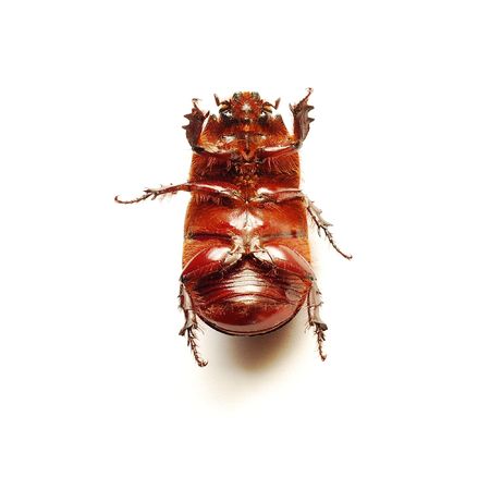 helpless bug