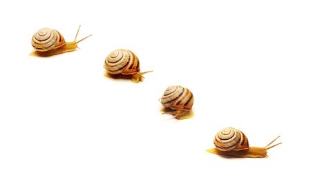 snailsの写真素材