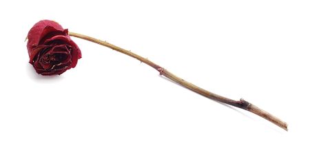 dried roseの写真素材