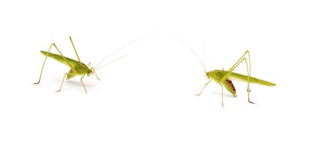 grasshoppers isolatedの写真素材