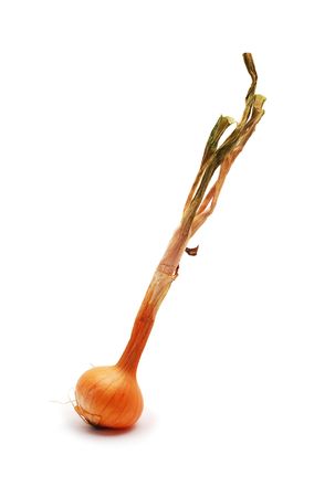 small onionの写真素材