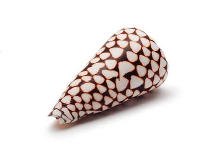 shellの写真素材