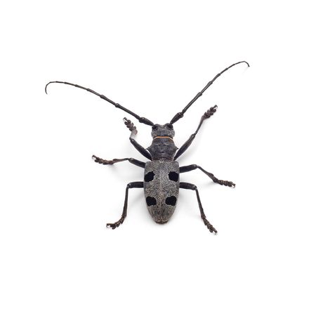 beetle isolatedの写真素材