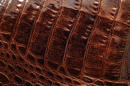 crocodile leather textureの写真素材