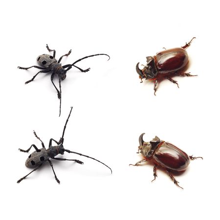 beetlesの写真素材