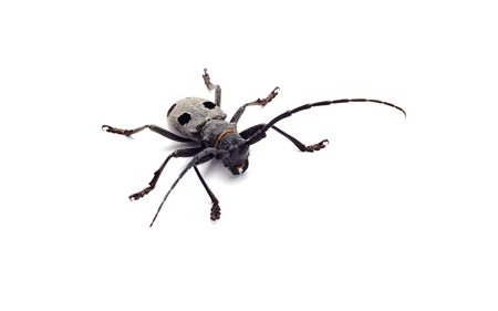 beetleの写真素材