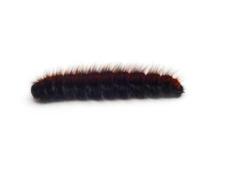 caterpillarの写真素材