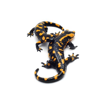 salamanderの写真素材