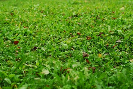green grass backgroundの写真素材
