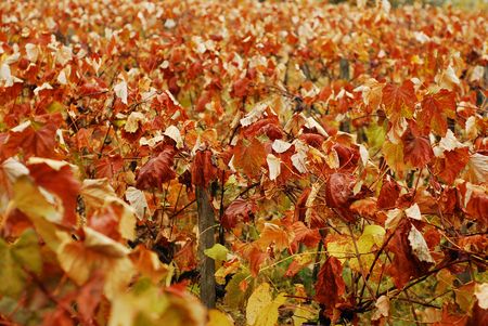 vineyardの写真素材