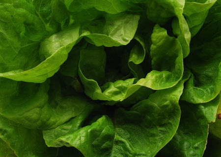 lettuceの写真素材