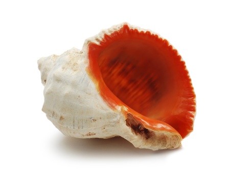 shellの写真素材
