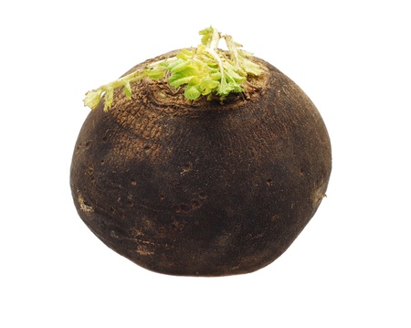 black radishの写真素材