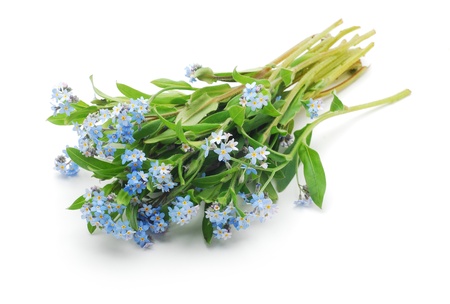 forget-me-notの写真素材