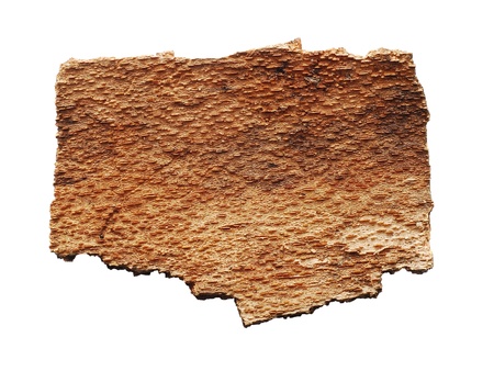 tree bark isolated の写真素材