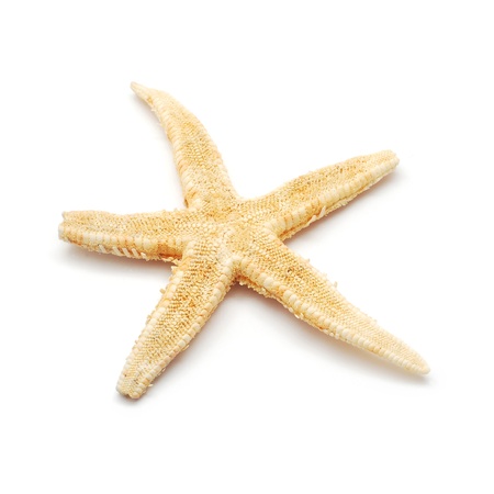 starfish 