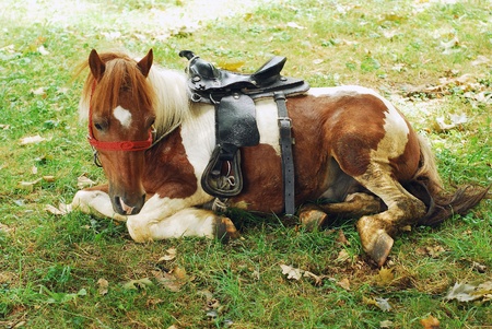 pony の写真素材