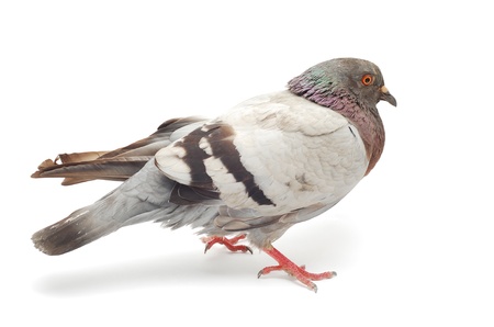 pigeon の写真素材
