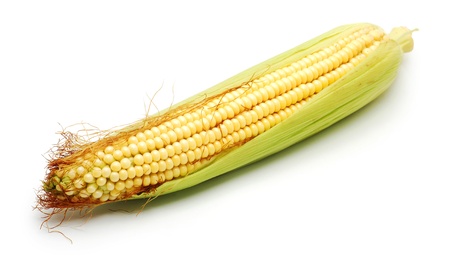 corn cob の写真素材