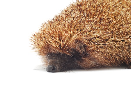 hedgehog の写真素材