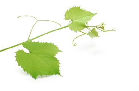 grapevine の写真素材
