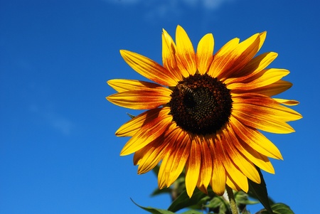 sunflower の写真素材