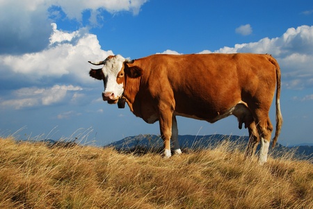 cow の写真素材