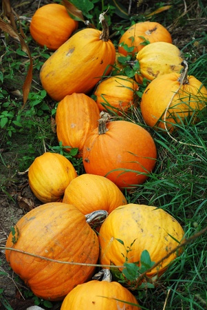   pumkins の写真素材