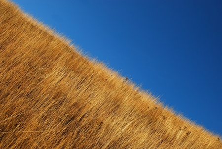 field 