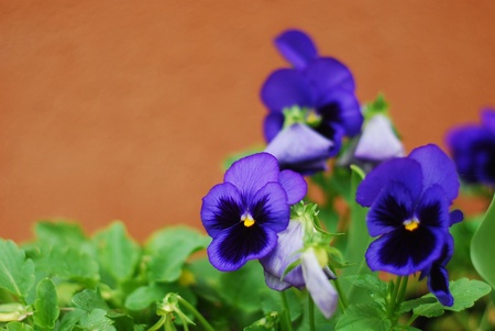  pansy の写真素材