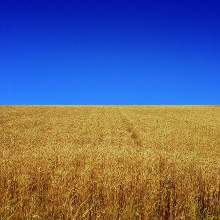   wheat field の写真素材