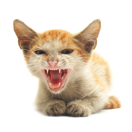   kitten  の写真素材