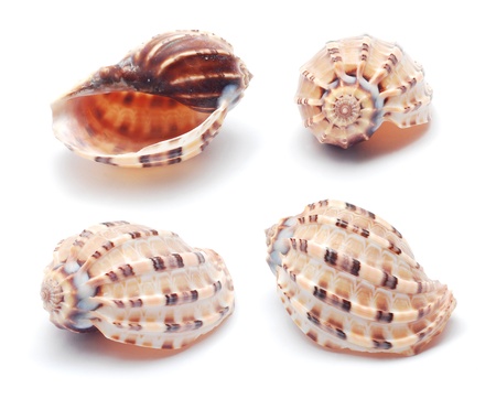   shells 
