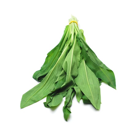 ramsons  