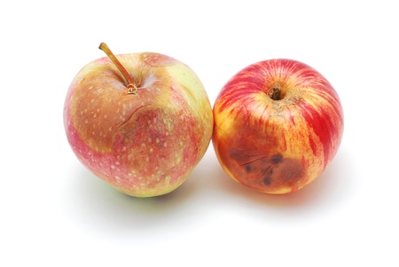  rotten apples の写真素材