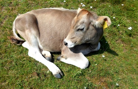  calf の写真素材