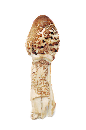 lepiota procera or parasol mushroom の写真素材