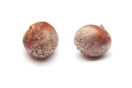 lycoperdon bovista mushroomの写真素材