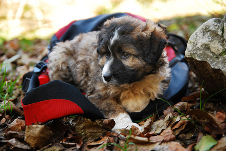   dog puppyの写真素材