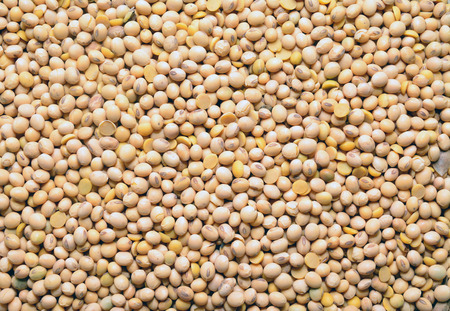   soy  の写真素材