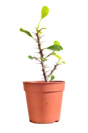 plant with thorns の写真素材