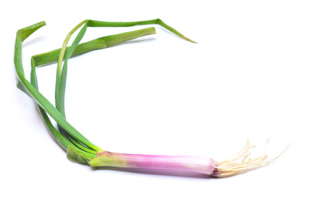 leek  の写真素材
