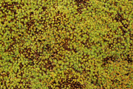 moss の写真素材