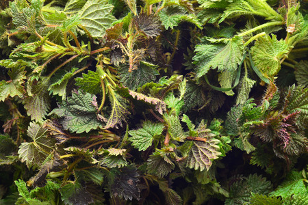 nettle 