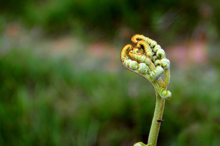   fern bud の写真素材